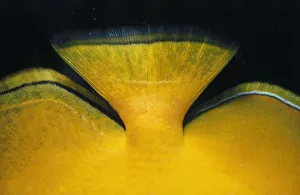 <b class=qtipBold><figcaption>Lemon Butterflyfish Tail</figcaption></b><br>Jeff Rotman Underwater Photography, a0106-000095 Lemon Butterflyfish Tail