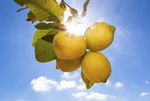 Lemons hanging on a tree, sunlight, backlit, Palma de Mallorca, Llucmajor, Majorca, Balearic Islands, Spain Lemons hanging on a tree, sunlight, backlit, Palma de Mallorca, Llucmajor, Majorca, Balearic Islands, Spain