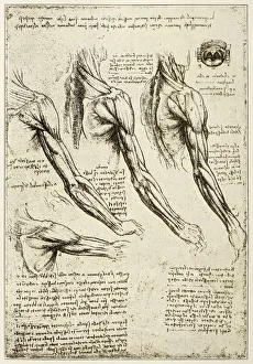 Leonardos sketches and drawings: anatomy arm muscles Leonardos sketches and drawings: anatomy arm muscles