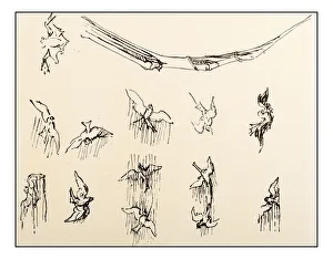 Leonardos sketches and drawings: birds flying Leonardos sketches and drawings: birds flying