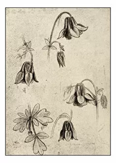 Leonardos sketches and drawings: flowers