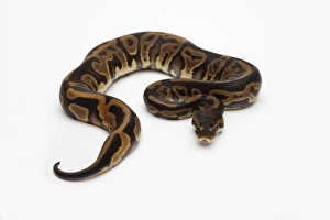 Leopard Ball Python or Royal Python -Python regius-, female Leopard Ball Python or Royal Python -Python regius-, female
