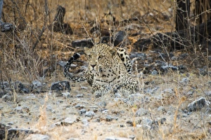 Leopard -Panthera pardus- camouflaged on stony ground, Etosha National Park, Namibia Leopard -Panthera pardus- camouflaged on stony ground, Etosha National Park, Namibia