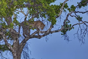 Leopard -Panthera pardus- in a fig tree at dusk, Masai Mara National Reserve, Kenya Leopard -Panthera pardus- in a fig tree at dusk, Masai Mara National Reserve, Kenya