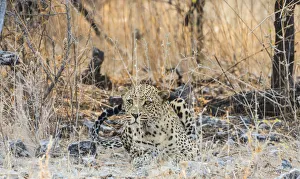 Leopard -Panthera pardus- lying camouflaged on stony ground, Etosha National Park, Namibia Leopard -Panthera pardus- lying camouflaged on stony ground, Etosha National Park, Namibia