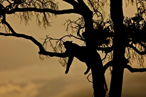 Leopard -Panthera pardus- resting on a fig tree at dusk, silhouette, Masai Mara National Reserve, Kenya, East Africa, Africa, PublicGround Leopard -Panthera pardus- resting on a fig tree at dusk, silhouette, Masai Mara National Reserve, Kenya, East Africa, Africa, PublicGround