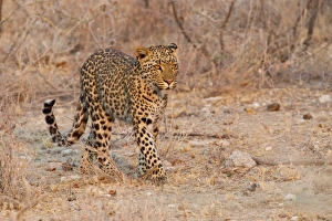 Leopard -Panthera pardus- roaming through its territory, Etosha National Park, Namibia Leopard -Panthera pardus- roaming through its territory, Etosha National Park, Namibia