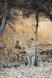 Leopard -Panthera pardus- sitting under a dry tree on stony ground, Etosha National Park Leopard -Panthera pardus- sitting under a dry tree on stony ground, Etosha National Park