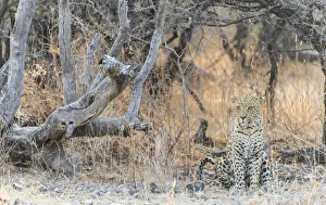 Leopard -Panthera pardus- sitting under a dry tree on stony ground, Etosha National Park Leopard -Panthera pardus- sitting under a dry tree on stony ground, Etosha National Park