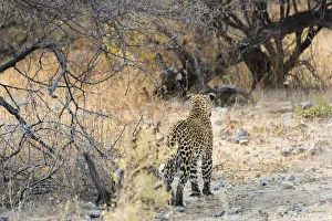 Leopard -Panthera pardus- walking in dry bushes, from behind, Etosha National Park Leopard -Panthera pardus- walking in dry bushes, from behind, Etosha National Park