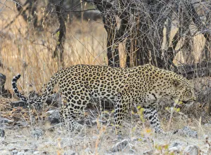 Leopard -Panthera pardus- walking before dry bushes, Etosha National Park, Namibia Leopard -Panthera pardus- walking before dry bushes, Etosha National Park, Namibia