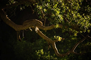 <b class=qtipBold><figcaption>Leopard Resting</figcaption></b><br>Serengeti, Tanzania<br><em>© Altai World Photography</em> Leopard Resting
