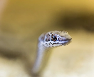 Leopard Sand Snake -Psammophis leopardinus brevirostris-, Leopard Sandsnake, Living Desert Snake Park, Walvis Bay, Namibia Leopard Sand Snake -Psammophis leopardinus brevirostris-, Leopard Sandsnake, Living Desert Snake Park, Walvis Bay, Namibia