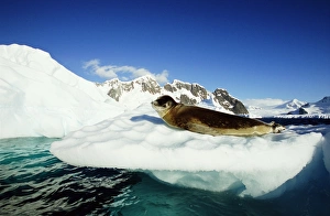 Leopard seal (Hydrurga leptonyx) on ice floe, side view Leopard seal (Hydrurga leptonyx) on ice floe, side view