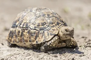Leopard tortoise -Geochelone pardalis-, Mamili National Park, Caprivi Strip, Namibia Leopard tortoise -Geochelone pardalis-, Mamili National Park, Caprivi Strip, Namibia