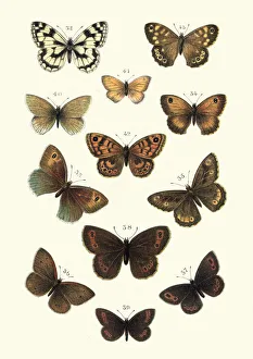 Lepidoptera, Butterflies, Marbled white butterfly, Heath, Brown, Ringlet, Greyling Lepidoptera, Butterflies, Marbled white butterfly, Heath, Brown, Ringlet, Greyling