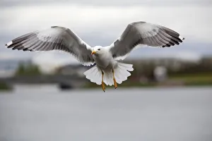 Lesser Black-backed Gull -Larus fuscus-, Reykjavik, Iceland, Europe Lesser Black-backed Gull -Larus fuscus-, Reykjavik, Iceland, Europe