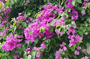 Lesser Bougainvillea or Paper Flower -Bougainvillea glabra-, flowers, Ko Samui, Thailand Lesser Bougainvillea or Paper Flower -Bougainvillea glabra-, flowers, Ko Samui, Thailand