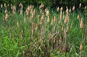 Lesser Bulrush or Narrowleaf Cattail -Typha angustifolia-, flowering, clotted together by rain, Upper Franconia Lesser Bulrush or Narrowleaf Cattail -Typha angustifolia-, flowering, clotted together by rain, Upper Franconia