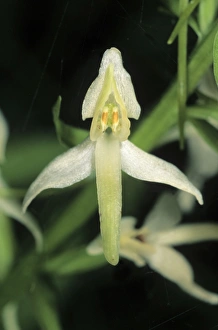 Lesser Butterfly-orchid (Platanthera bifolia), single flower Lesser Butterfly-orchid (Platanthera bifolia), single flower