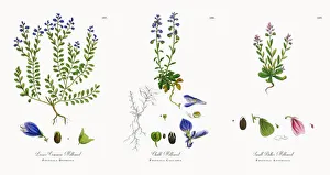 Lesser Common Milkwort, Polygala Depressa, Victorian Botanical Illustration, 1863 Lesser Common Milkwort, Polygala Depressa, Victorian Botanical Illustration, 1863