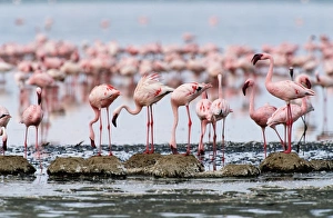 Lesser flamingos building mud nests on edge of shallow, alkaline lake Lesser flamingos building mud nests on edge of shallow, alkaline lake