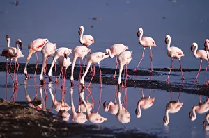 Lesser flamingos (Phoeniconaias minor) feeding in shallow lake Lesser flamingos (Phoeniconaias minor) feeding in shallow lake