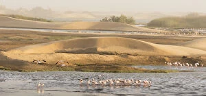 Lesser flamingos (Phoeniconaias minor) gathering to feed, Walvis Bay, Namibia