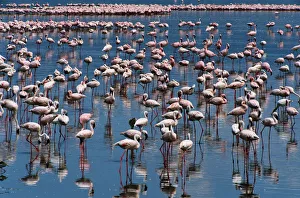 Lesser flamingos (Phoeniconaias minor) in shallow, alkaline lake Lesser flamingos (Phoeniconaias minor) in shallow, alkaline lake