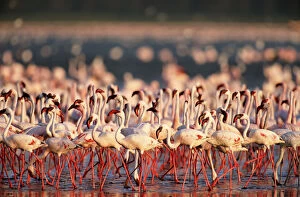 Lesser flamingos walking and feeding on algae at edge of alkaline lake