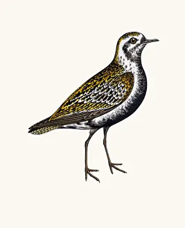 <b class=qtipBold><figcaption>Lesser Golden Plover</figcaption></b><br>A photograph of an original hand-colored engraving from The History of British Birds by Morris published in 1853-1891.<br><em>© mashuk</em> Lesser Golden Plover