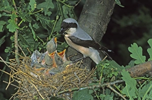 Lesser Gray Shrike -Lanius minor- adult feeding young in the nest, Hortobagy, Hungary Lesser Gray Shrike -Lanius minor- adult feeding young in the nest, Hortobagy, Hungary