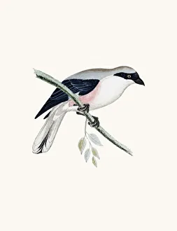 Lesser Grey Shrike
