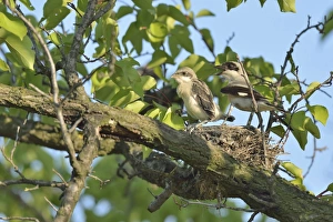 Lesser Grey Shrike -Lanius minor-, perched on nest with juvenile bird, Bulgaria Lesser Grey Shrike -Lanius minor-, perched on nest with juvenile bird, Bulgaria