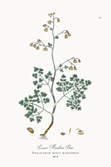 Lesser Meadow Rue, Thalictrum minus maritimum, Victorian Botanical Illustration, 1863 Lesser Meadow Rue, Thalictrum minus maritimum, Victorian Botanical Illustration, 1863