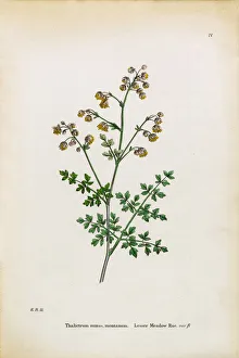 Lesser Meadow Rue, Thalictrum minus montanum, Victorian Botanical Illustration, 1863 Lesser Meadow Rue, Thalictrum minus montanum, Victorian Botanical Illustration, 1863