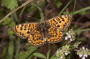 Lesser Spotted Fritillary -Melitaea trivia-, basking in sun, Lake Kerkini region, Greece, Europe Lesser Spotted Fritillary -Melitaea trivia-, basking in sun, Lake Kerkini region, Greece, Europe