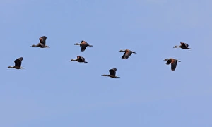 Lesser Whistling Ducks -Dendrocygna javanica-, the nature reserve near Godahena Lesser Whistling Ducks -Dendrocygna javanica-, the nature reserve near Godahena