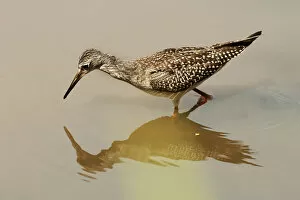 Sandpipers Gallery: Lesser Yellowlegs Collection