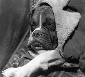 Images Dated 6th February 1970: Let Sleeping Dogs Lie