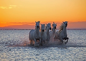 <b class=qtipBold><figcaption>Let's go boys</figcaption></b><br>Camargue stallions racing each other to see who gets to the shore first, in the Camargue south of France.<br><em>© W-8BEN</em> Let's go boys