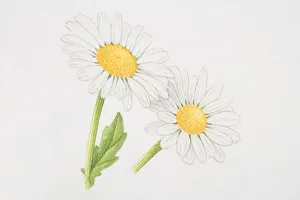 Leucanthemum vulgare, Marguerite or Oxeye daisy Leucanthemum vulgare, Marguerite or Oxeye daisy