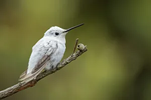 <b class=qtipBold><figcaption>Leucistic Gem</figcaption></b><br>A leucistic Anna's hummingbird resting on a perch for a break in between her hunting for sweet nectar at the University of California, Santa Cruz Arboretum. Leucism is an abnormal plumage condition caused by a genetic mutation that prevents pigment from being deposited on a bird's feathers resulting in overall white plumage with little or no color discernable.<br><em>© 2016 Phoo Chan</em> Leucistic Gem