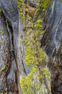Lichen on a dead Swiss Stone Pine -Pinus cembra- Lichen on a dead Swiss Stone Pine -Pinus cembra-