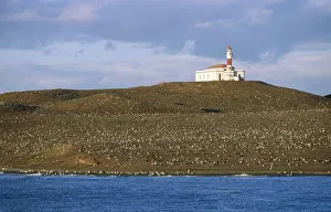 Lighthouse on an Island with a Large Magellanic Penguin (Spheniscus magellanicus) Colony Lighthouse on an Island with a Large Magellanic Penguin (Spheniscus magellanicus) Colony