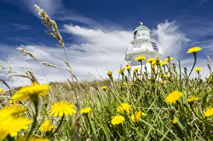 Lighthouse at Waipapa Point with clouds at back, Hawkweed -Hieracium- at front, Otara Lighthouse at Waipapa Point with clouds at back, Hawkweed -Hieracium- at front, Otara
