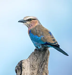 Lilac Breasted Roller close Up Perched on Stump in Serengeti National Park Lilac Breasted Roller close Up Perched on Stump in Serengeti National Park