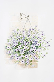 Lilac flowers of Petunia Surfinia Series in hanging basket Lilac flowers of Petunia Surfinia Series in hanging basket