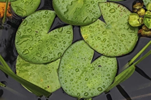 Lily pads, Water lily -Nymphaea-, with drops of water Lily pads, Water lily -Nymphaea-, with drops of water