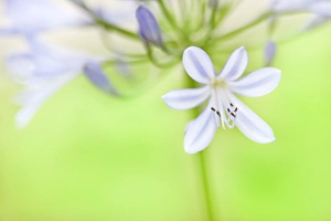 <b class=qtipBold><figcaption>Lily of Valley in August Light</figcaption></b><br>Macro capture of Lily of Valley with bright lime green background captured in bright summer light.<br><em>© 2010-2011 Susan Gary</em> Lily of Valley in August Light